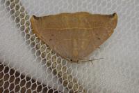 Watsonalla uncinula