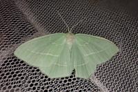 Hemistola chrysoprasaria
