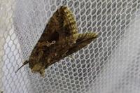 Trichoplusia ni