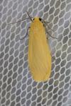 Wittia sororcula