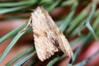 Apamea lithoxylaea