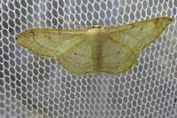 Idaea aversata