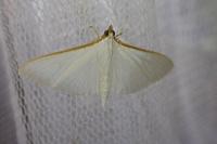 Palpita vitrealis