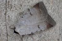 Lygephila craccae