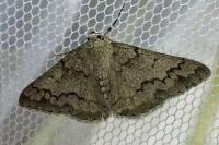 Pseudoterpna coronillaria