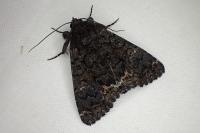 Catephia alchymista