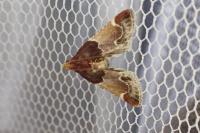 Pyralis lienigialis