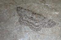 Hypomecis punctinalis