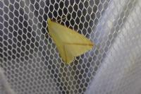 Rhodometra sacraria