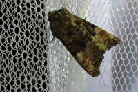 Euplexia lucipara