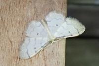 Idaea politaria