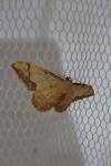 Idaea ostrinaria