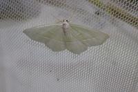Campaea margaritaria