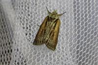 Nycteola revayana