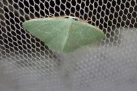 Xenochlorodes olympiaria