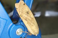 Noctua pronuba