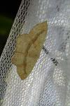 Scopula imitaria