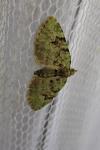 Chloroclystis v-ata