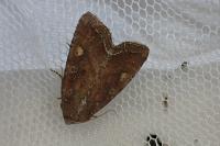 Lacanobia oleracea