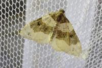 Cosmorhoe ocellata