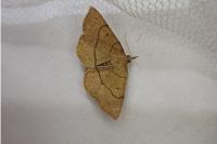 Paracolax tristalis