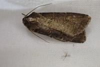 Peridroma saucia