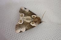 Thyatira batis