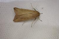 Mythimna unipuncta