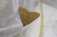 Herminia tarsipennalis