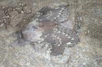 Stauropus fagi