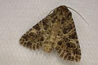 Hadena bicruris