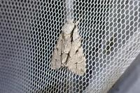 Acronicta psi