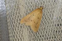 Achyra nudalis