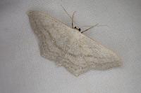 Scopula nigropunctata