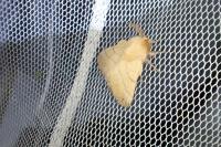 Malacosoma neustria