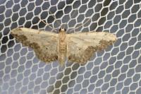 Idaea efflorata