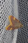 Hypsopygia costalis