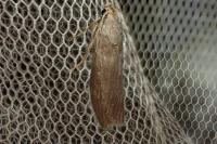 Lamoria anella