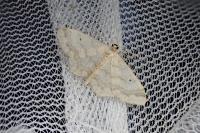 Idaea biselata