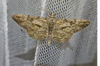 Peribatodes rhomboidaria ichnusaria