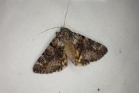 Catocala nymphagoga