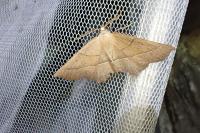 Gerinia honoraria