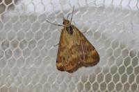 Pyrausta despicata