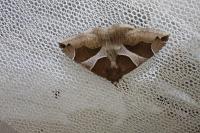 Dysgonia algira