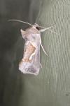 Macdunnoughia confusa