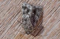 Acronicta rumicis
