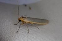 Eilema caniola
