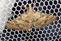 Metasia cyrnealis