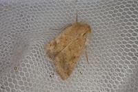 Helicoverpa armigera