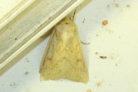 Mythimna vitellina